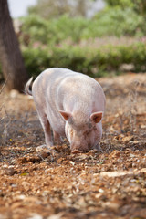 Haus schwein säugetier im freien im sommer