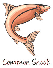 Sticker - Common Snook, Color Illustration