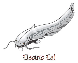 Wall Mural - Electric Eel, Color Illustration