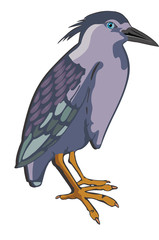 Wall Mural - Night Heron or Nycticorax sp., illustration