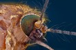 Extreme sharp and detailed study of mosquito head