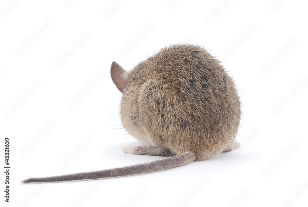 Back view of Wood mouse. Stock Photo | Adobe Stock