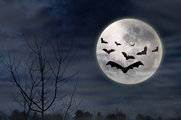 Wall Mural - bats flying in the dark night