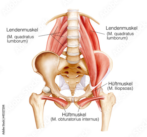 Hüftmuskeln.Lendenmuskel.Schmerzen Fototapete