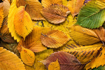 Wall Mural - Autumn leaves background