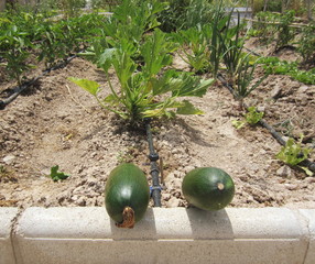 calabacín (Cucurbita pepo)