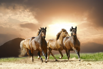 Wall Mural - horses run