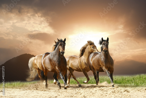Fototapeta na wymiar horses run
