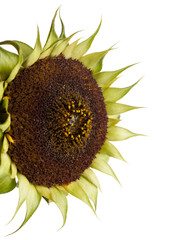 Wall Mural - sunflower