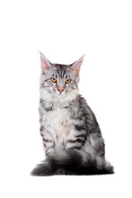 Silver Tabby Maine Coon Isolated Of A White Background