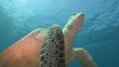 Unterwasserwelt: Meeresschildkröten, Abu Dabbab, Rotes Meer