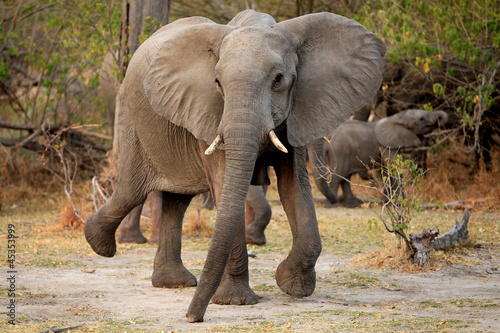 Tapeta ścienna Słoń Moremi Park Narodowy Botswana