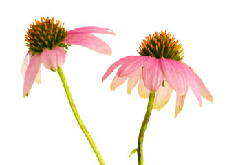 Purple echinacea, isolated on white