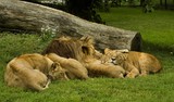 Fototapeta Sawanna - lions