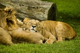 Fototapeta Sawanna - lions