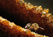 wild honey bee close up or macro with nest as background