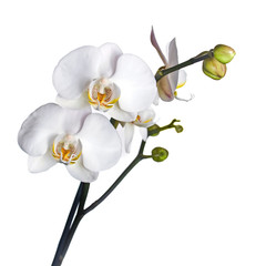 Fotomurales - white orchid isolated on white background