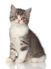  Scottish kitten on a white background