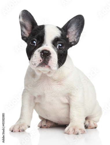 Naklejka dekoracyjna French bulldog puppy