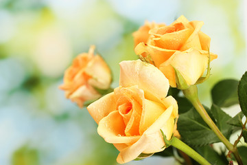 Poster - beautiful bouquet of roses on green background