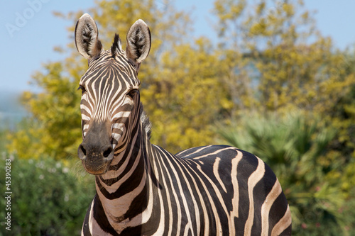 Board z aluminiowym obramowaniem Zebra