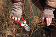 Pruning bushes  with secateurs