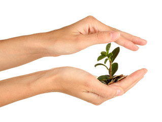 Poster - woman's hands are holding a money tree