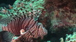 Unterwasserwelt - Am Riff, Rotes Meer
