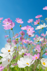 beautiful flowers cosmos