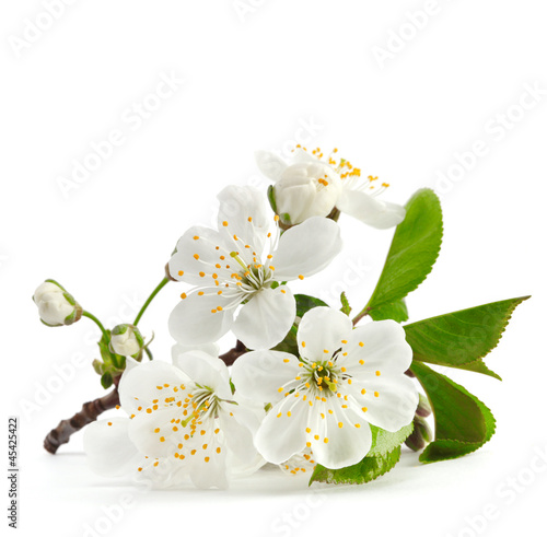 Zdjęcie XXL gałązka wiśni w rozkwicie na białym tle