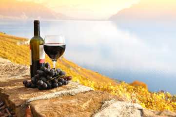 Wine and grapes against Geneva lake. Lavaux region, Switzerland