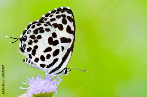 Plakat na papierze fotorealistycznym Castalius rosimon, biały motyl z czarnymi plamami.