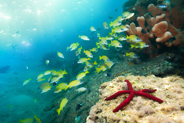 Wall Mural - stunning red starfish and snappers