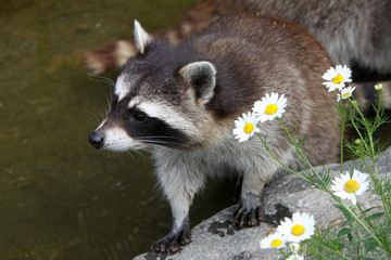 Poster - Waschbär