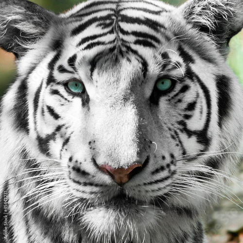 Naklejka - mata magnetyczna na lodówkę Tigre blanc royal (Panthera tigris)