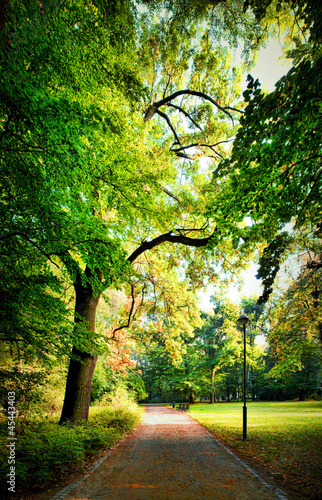 Fototapeta na wymiar Park in autumn time