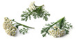 Yarrow (Achillea Millefolium)
