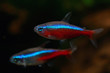 Cardinal tetra fish