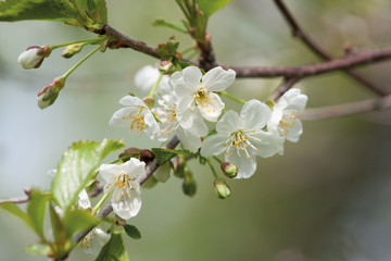 Wall Mural - Flowering cherry twig