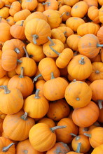 Adorable Pumpkins Called  'wee Little Ones'