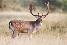 Fallow Deer During The Rutting Season