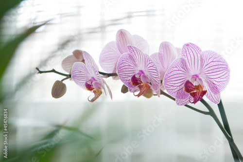 bialo-rozowa-orchidea