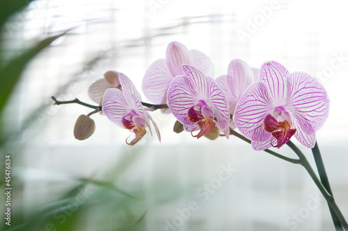 Naklejka - mata magnetyczna na lodówkę Orchid flower