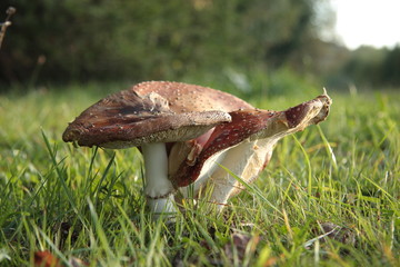 Red toadstool