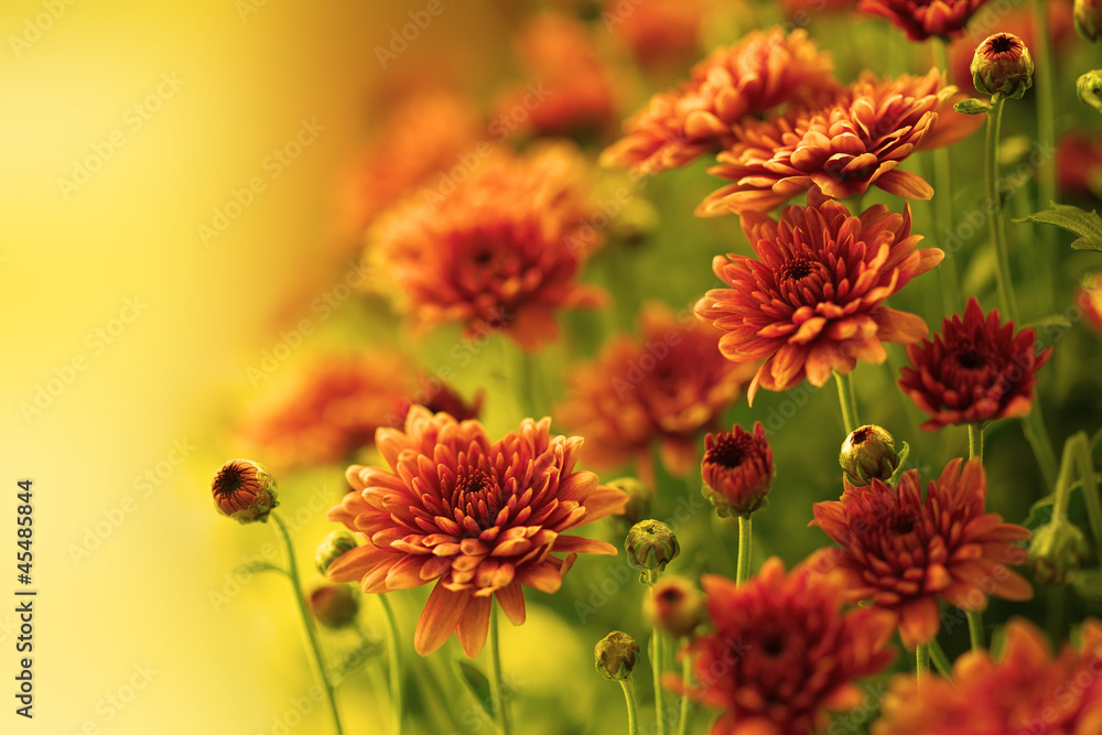 Colorful autumnal chrysanthemum - obrazy, fototapety, plakaty 