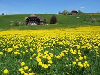 Wall Mural - Scenic meadow in Emmental region, Switzerland