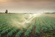 irrigation of vegetables