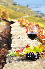 Red wine and grapes on the terrace of vineyard in Lavaux region,