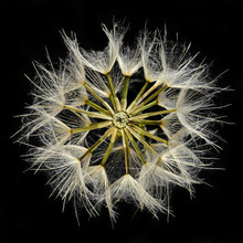 Close-up Of Dandelion Seed Head
