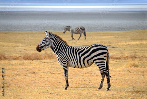 Board z aluminiowym obramowaniem Zebra pozowanie i ciekawie patrząc na safari w ngorongoro